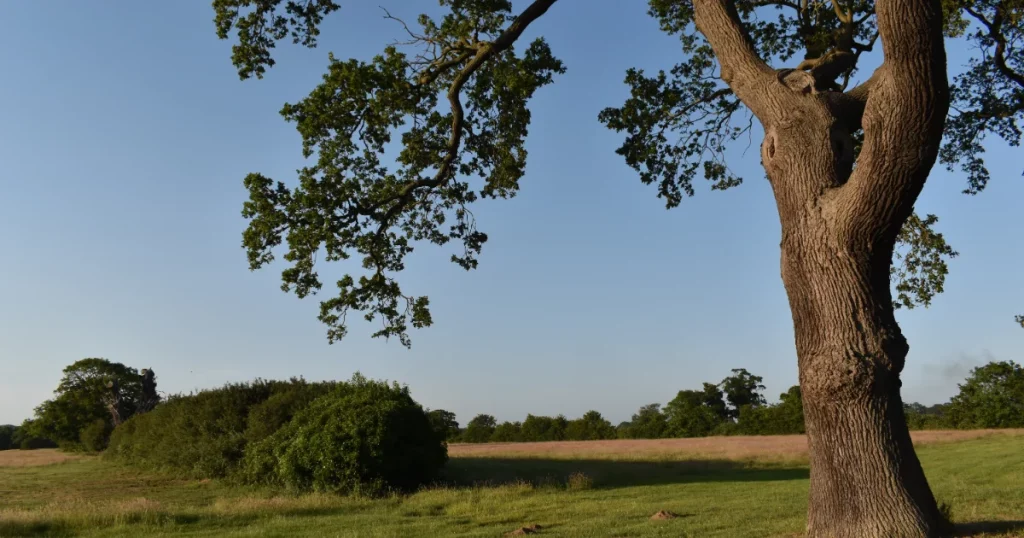A mature tree marking the boundary between two fields, illustrating boundary tree law and shared ownership on a property line