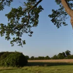 A mature tree marking the boundary between two fields, illustrating boundary tree law and shared ownership on a property line