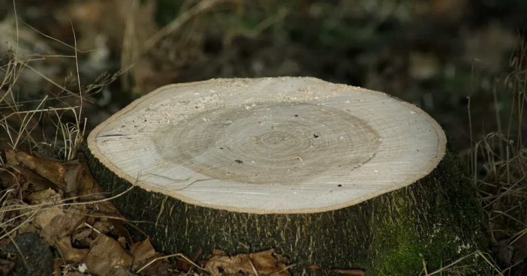 A freshly cut tree stump where a tree was removed from a property