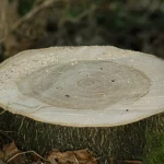 A freshly cut tree stump where a tree was removed from a property