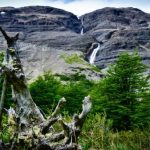A dead tree that may need to be removed
