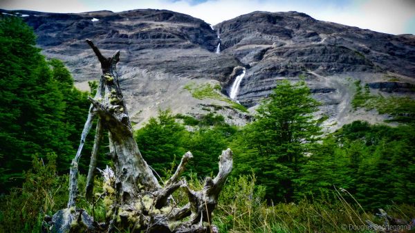 A dead tree that may need to be removed