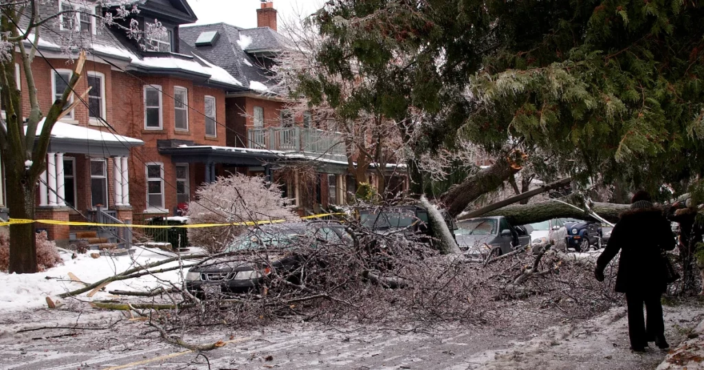 Tree fallen onto a parked car after a storm, a common type of tree damage claim