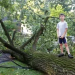 A large tree fallen after a storm, the kind of damage homeowners insurance may cover