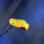 A dying tree with browning leaves