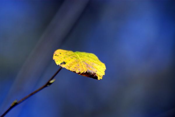 A dying tree with browning leaves