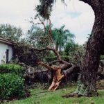 A large tree fallen across a residential yard after a storm