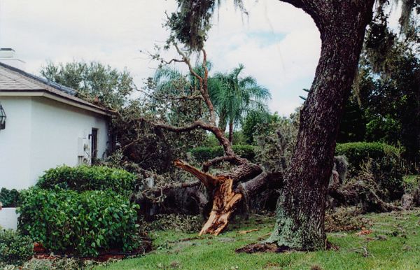 A large tree fallen across a residential yard after a storm