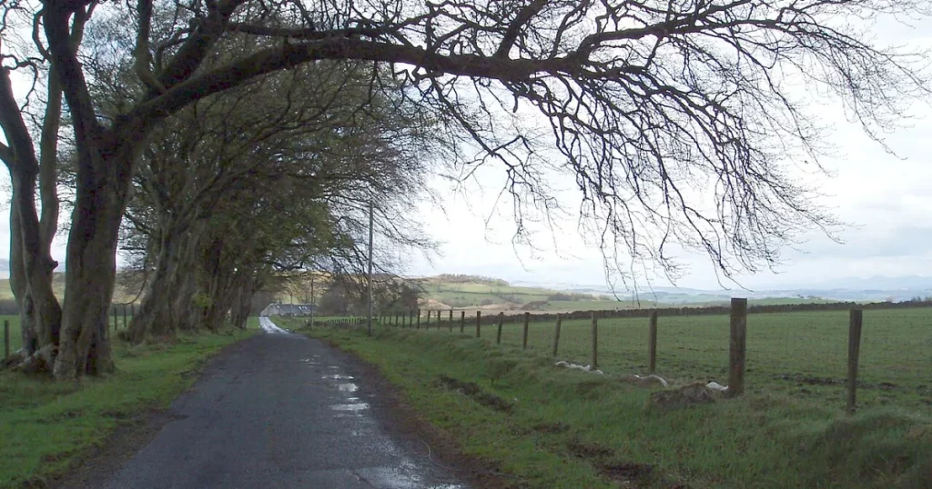 Tree branches overhanging a boundary, illustrating who is responsible for cutting overhanging tree branches
