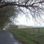 Tree branches overhanging a boundary, illustrating who is responsible for cutting overhanging tree branches