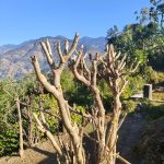 Person pruning an overhanging tree branch with loppers