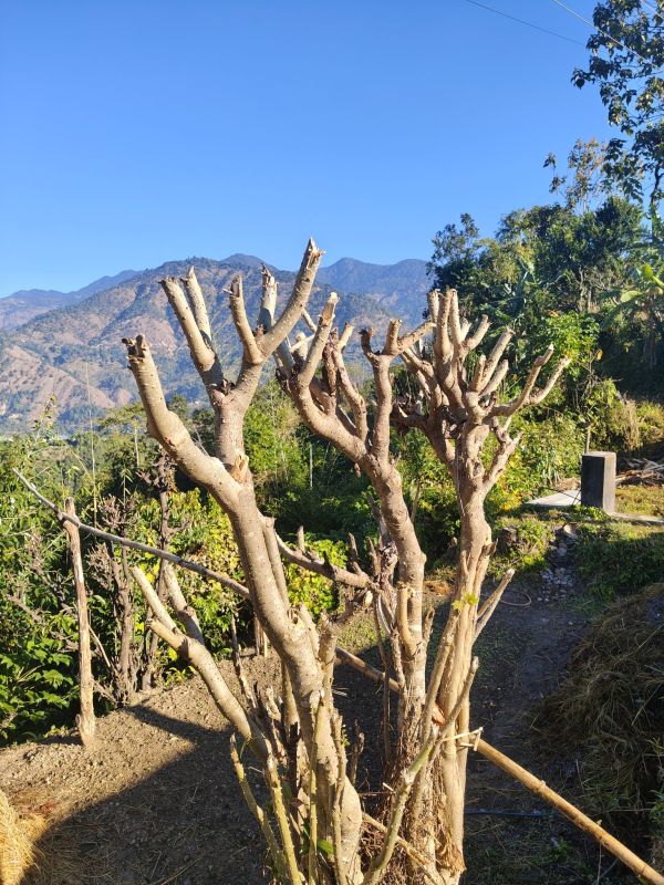 Person pruning an overhanging tree branch with loppers