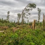Trees bending in a storm with strong wind