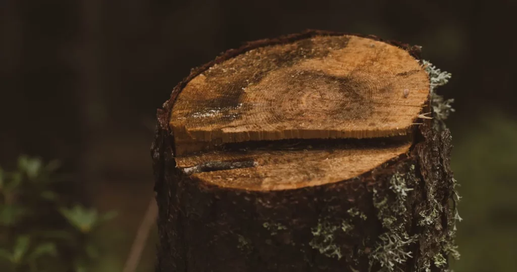Detailed view of a freshly cut tree stump with visible growth rings in a forest setting.