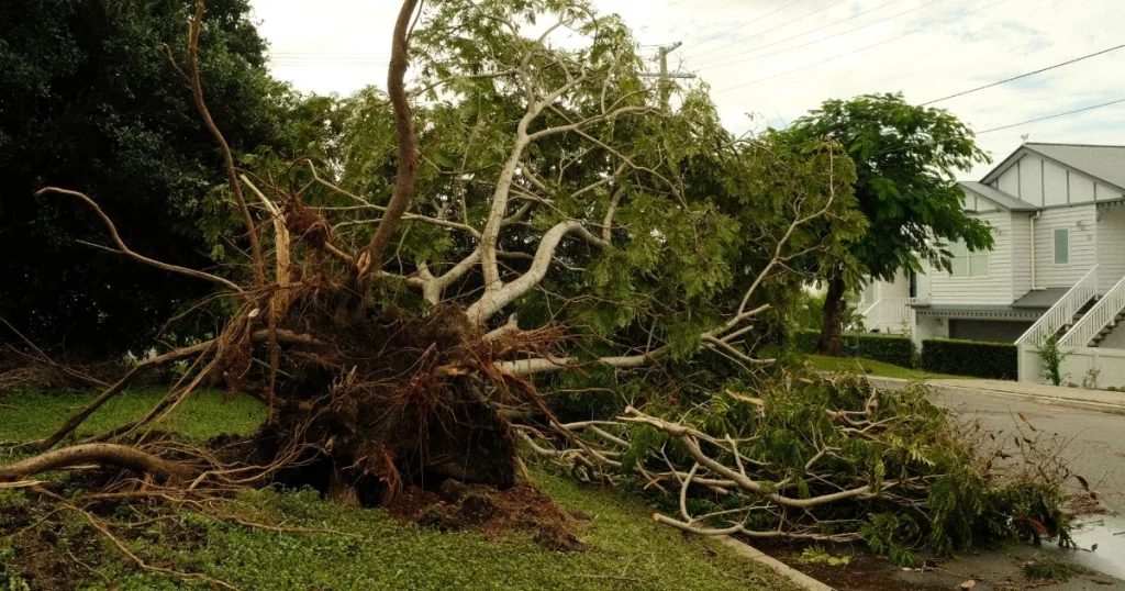 Uprooted tree lies on suburban street after a violent storm, showcasing nature's power.
