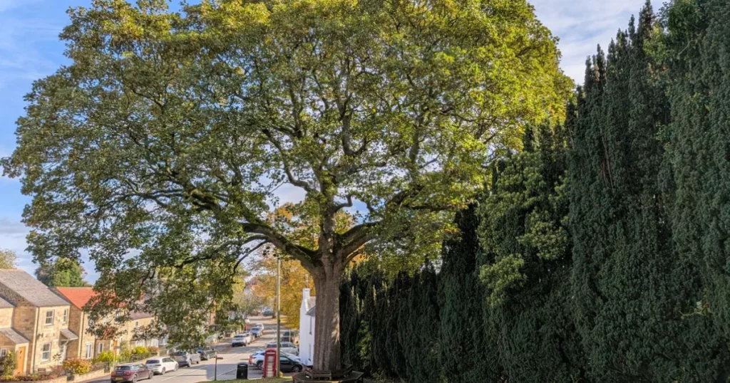 Serene view of a large oak tree in the village of Burton Leonard, England, with houses and road in the background.
