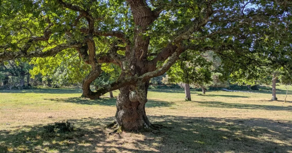 A large oak tree with sprawling branches in the sunlit countryside of England, showcasing natural beauty.