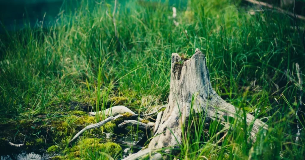 A peaceful forest clearing with a weathered tree stump surrounded by lush green moss and grass.