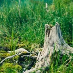 A peaceful forest clearing with a weathered tree stump surrounded by lush green moss and grass.