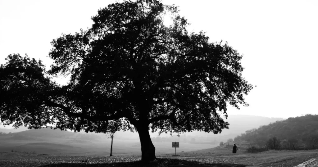 A dramatic black and white silhouette of a large oak tree in Balıkesir, Turkey's rural landscape.