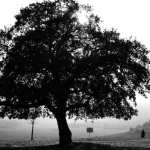 A dramatic black and white silhouette of a large oak tree in Balıkesir, Turkey's rural landscape.