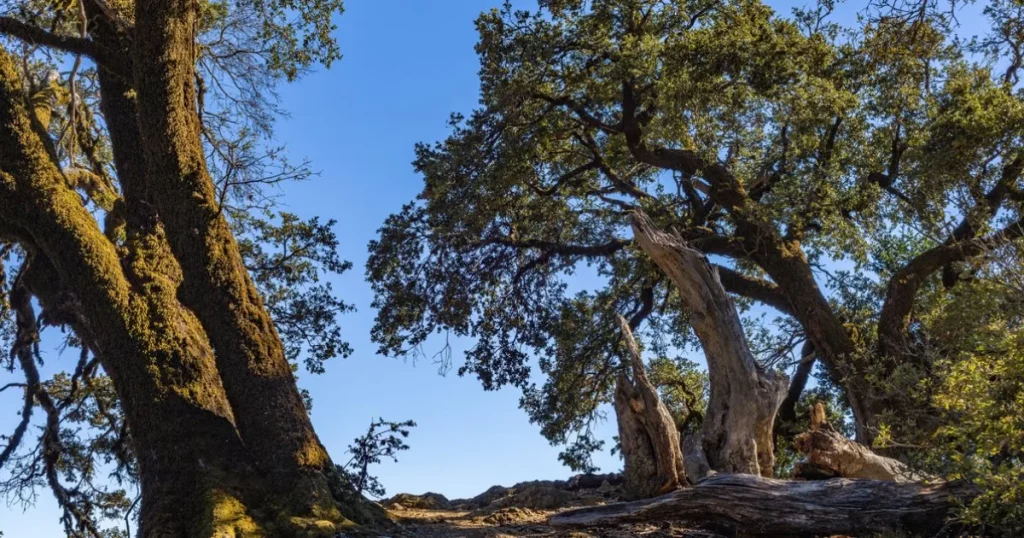 A scenic view of grand oak trees under a bright blue sky, showcasing nature's beauty.