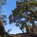 A scenic view of grand oak trees under a bright blue sky, showcasing nature's beauty.