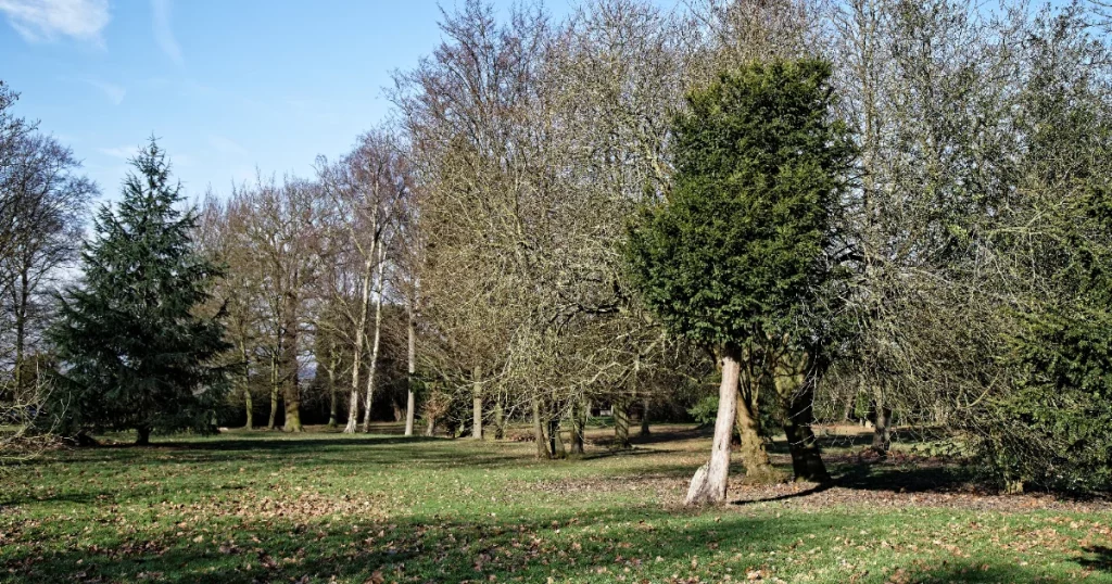 A large mature oak tree on a lawn, illustrating how a tree appraisal estimates the monetary value of a tree