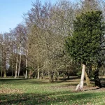 A large mature oak tree on a lawn, illustrating how a tree appraisal estimates the monetary value of a tree