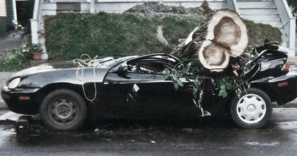A large tree fallen across a parked car after a storm
