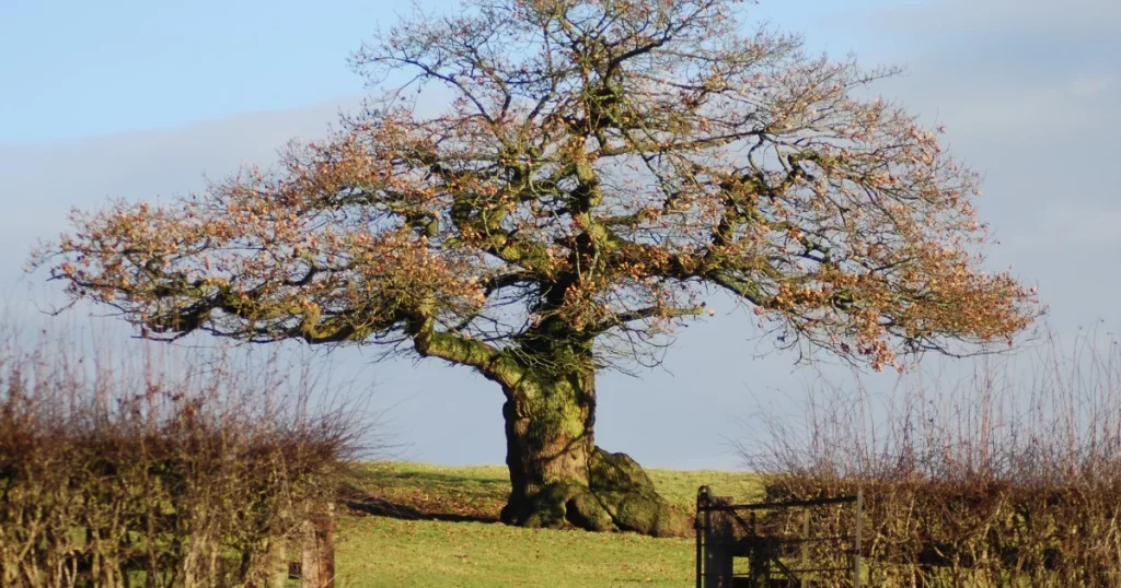 A large mature oak tree protected under a tree preservation order