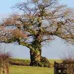 A large mature oak tree protected under a tree preservation order