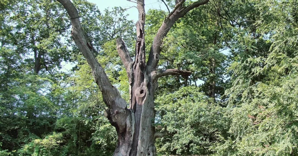 Large mature oak tree that would be evaluated during a professional tree risk assessment