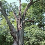 Large mature oak tree that would be evaluated during a professional tree risk assessment