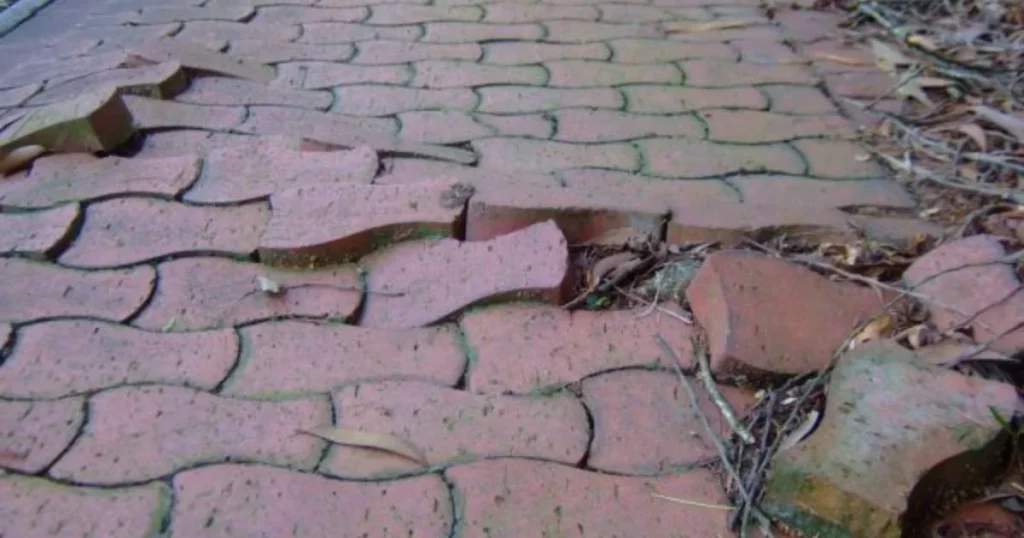 A concrete sidewalk cracked and lifted by tree roots growing underneath