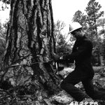Tree service worker cutting a tree with a chainsaw