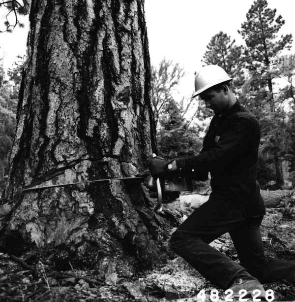Tree service worker cutting a tree with a chainsaw
