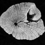 A cut tree stump