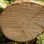 A freshly cut tree stump where a tree was removed