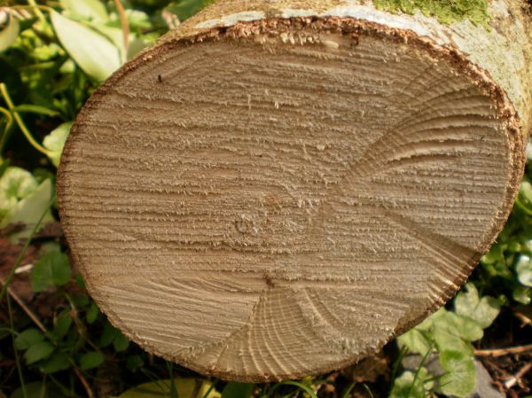 A freshly cut tree stump where a tree was removed
