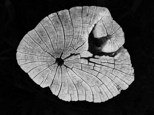 A cut tree stump