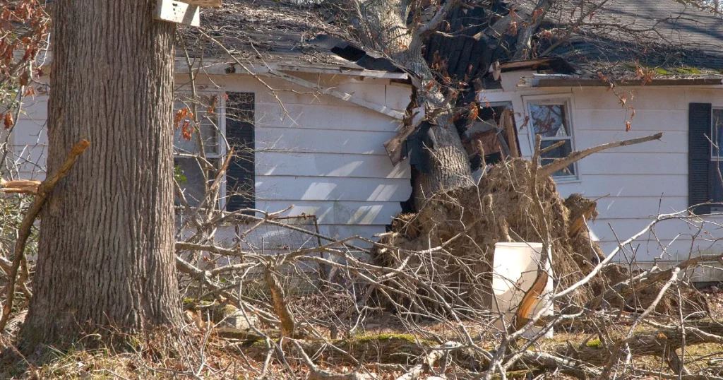 Large tree fallen onto a damaged house roof after a storm