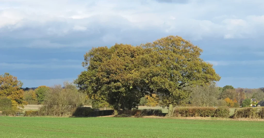Mature hedgerow trees marking a field boundary line between two properties