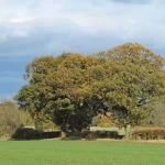 Mature hedgerow trees marking a field boundary line between two properties