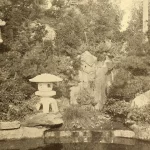 Large healthy tree in a residential backyard near a property line between two homes