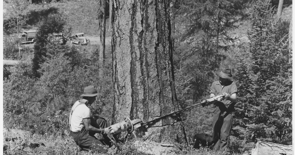 A worker using a power saw to cut down a tree, illustrating whether you can cut your own tree down