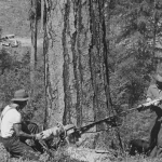 A worker using a power saw to cut down a tree, illustrating whether you can cut your own tree down