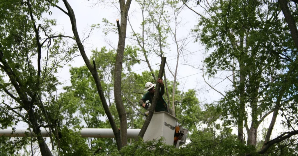 Can My Neighbor Cut My Tree? Your Rights Explained