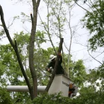 A tree being pruned near a property boundary, illustrating a neighbor trimming overhanging branches