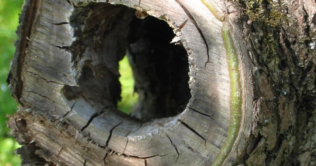 Large hollow cavity in a tree trunk showing visible internal decay